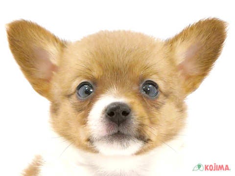 東京都のハーフ犬 (コジマ府中店/2024年3月22日生まれ/女の子/ホワイトブラウン)の子犬