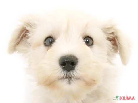 神奈川県のミニチュアシュナウザー (コジマニトリモール相模原店/2024年3月21日生まれ/男の子/ホワイト)の子犬