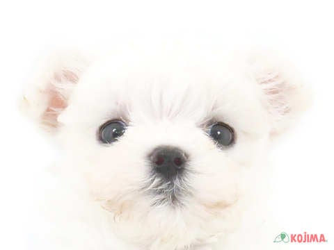千葉県のマルチーズ (コジマアリオ柏店/2024年3月24日生まれ/女の子/ホワイト)の子犬