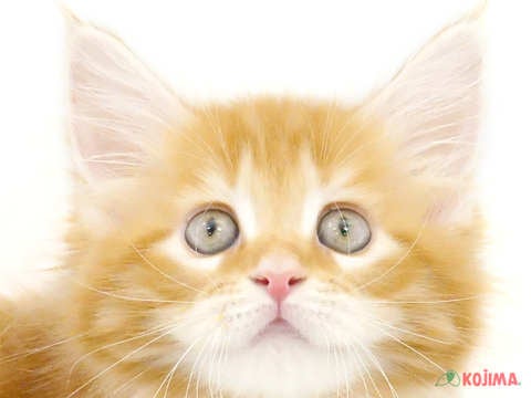 東京都のメインクーン (コジマソコラ用賀店/2024年3月24日生まれ/女の子/レッドタビーホワイト)の子猫