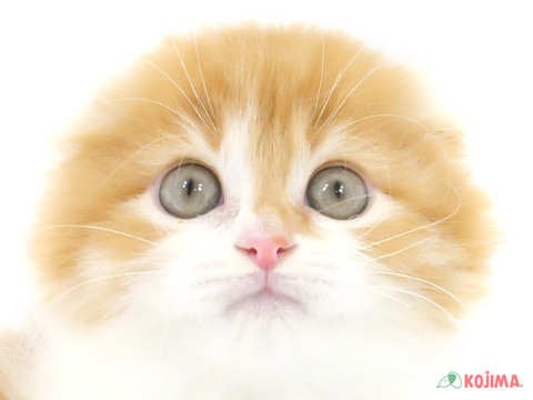 東京都のスコティッシュフォールド (コジマ竹ノ塚店/2024年3月20日生まれ/男の子/レッドタビーホワイト)の子猫