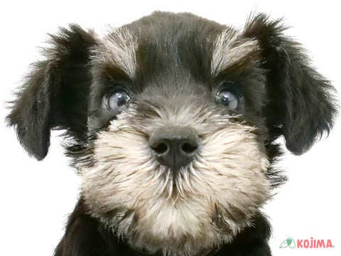 東京都のミニチュアシュナウザー (コジマ国領店/2024年3月25日生まれ/男の子/ブラックシルバー)の子犬