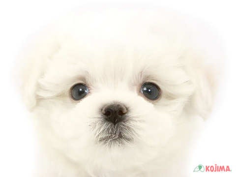 神奈川県のマルチーズ (コジマ横浜青葉店/2024年3月25日生まれ/男の子/ホワイト)の子犬
