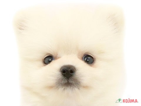 千葉県のポメラニアン (コジマアリオ柏店/2024年3月25日生まれ/男の子/ホワイト)の子犬