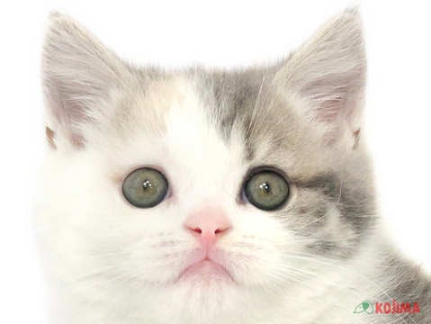 兵庫県のスコティッシュストレート (コジマ明石店/2024年3月22日生まれ/女の子/ブルーパッチドタビーホワイト)の子猫