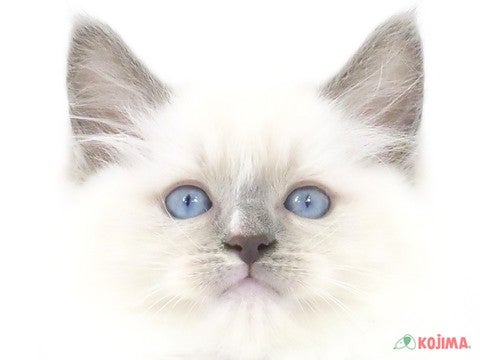 兵庫県のラグドール (コジマ明石店/2024年3月22日生まれ/男の子/ブルーポイントミテッド)の子猫