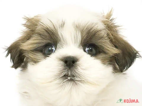茨城県のシーズー (コジマイーアスつくば店/2024年3月20日生まれ/男の子/ホワイトゴールド)の子犬