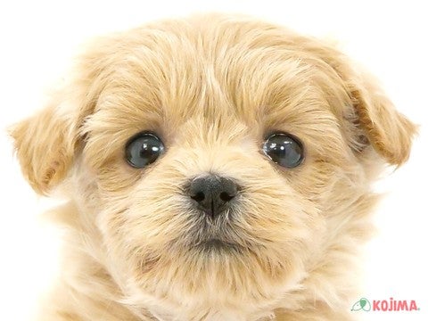 東京都のマルプー(マルチーズ×プードル) (コジマ高井戸店/2024年3月23日生まれ/女の子/アプリコット)の子犬