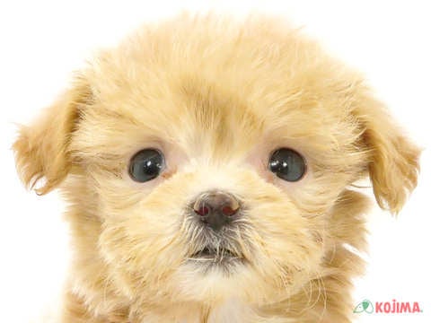 東京都のマルプー(マルチーズ×プードル) (コジマ足立店/2024年3月23日生まれ/男の子/クリーム)の子犬