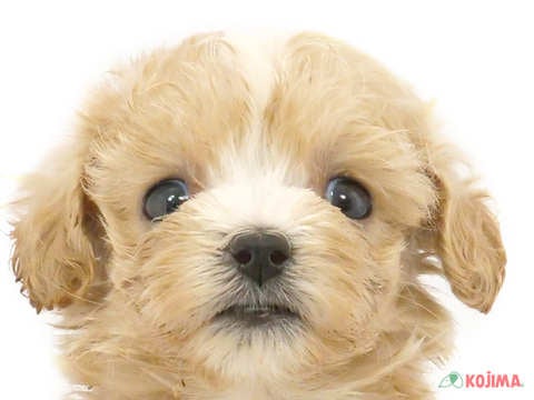 千葉県のマルプー(マルチーズ×プードル) (コジマアリオ柏店/2024年3月23日生まれ/男の子/クリーム)の子犬