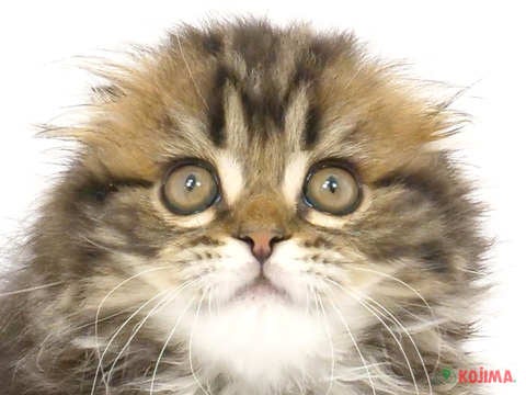 東京都のスコティッシュフォールド (コジマ国立店/2024年3月21日生まれ/男の子/ブラウンタビー)の子猫