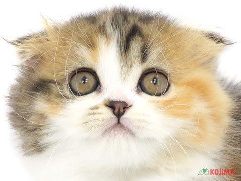 東京都のスコティッシュフォールド (コジマ国分寺店/2024年3月21日生まれ/女の子/ブラウンパッチドタビーホワイト)の子猫