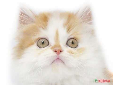 東京都のマンチカン (コジマアリオ北砂店/2024年3月20日生まれ/男の子/レッドタビーホワイト)の子猫