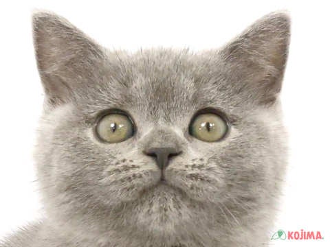 東京都のブリティッシュショートヘアー (コジマ目黒碑文谷店/2024年3月8日生まれ/男の子/ブルー)の子猫
