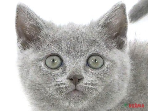 東京都のブリティッシュショートヘアー (コジママチノマ大森店/2024年3月24日生まれ/男の子/ブルー)の子猫