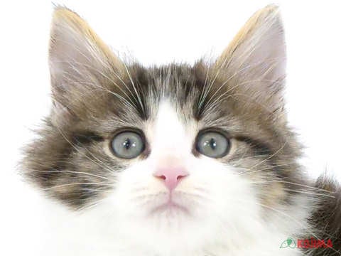 神奈川県のメインクーン (コジマベイタウン横浜本牧店/2024年3月24日生まれ/男の子/ブラウンタビーホワイト)の子猫