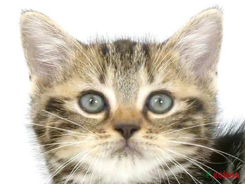 神奈川県のアメリカンショートヘアー (コジマベイタウン横浜本牧店/2024年3月24日生まれ/男の子/ブラウンタビー)の子猫