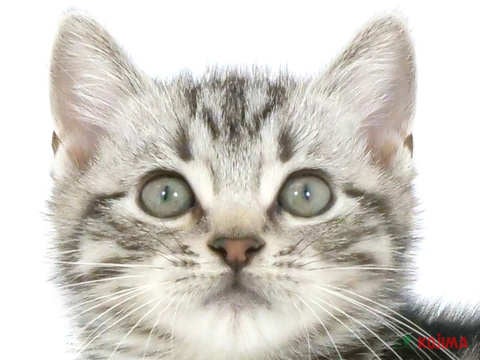東京都のアメリカンショートヘアー (コジマ町田店/2024年3月17日生まれ/男の子/シルバータビー)の子猫