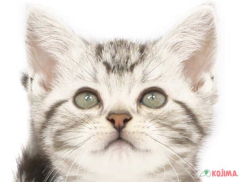 東京都のアメリカンショートヘアー (コジマ国領店/2024年3月22日生まれ/男の子/シルバータビー)の子猫