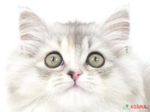 東京都のミヌエット (コジマアリオ北砂店/2024年3月24日生まれ/女の子/シルバーパッチドタビーホワイト)の子猫