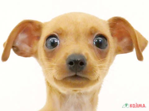 埼玉県のミニチュアピンシャー (コジマ戸田公園店/2024年3月20日生まれ/女の子/レッド)の子犬