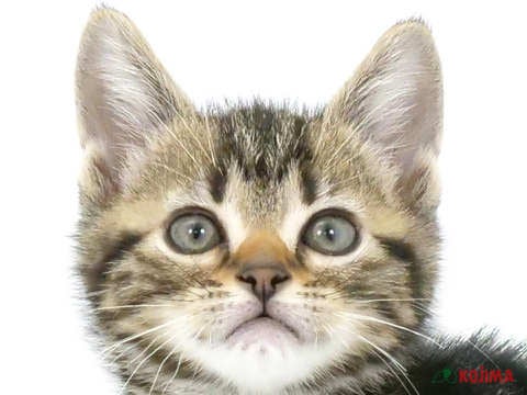 神奈川県のアメリカンショートヘアー (コジマ横浜青葉店/2024年3月21日生まれ/男の子/ブラウンタビー)の子猫