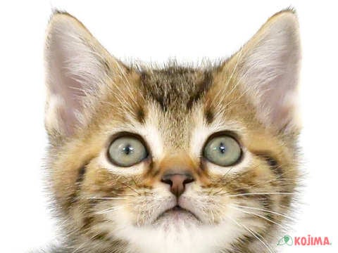 東京都のアメリカンショートヘアー (コジマ国立店/2024年3月21日生まれ/男の子/ブラウンタビー)の子猫