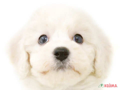 東京都のビションフリーゼ (コジマアリオ亀有店/2024年3月24日生まれ/女の子/ホワイト)の子犬