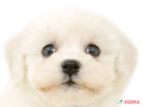 千葉県のビションフリーゼ (コジマ四街道店/2024年3月24日生まれ/男の子/ホワイト)の子犬