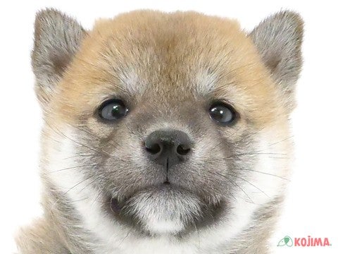東京都の柴犬(標準サイズ) (コジマ町田店/2024年3月23日生まれ/女の子/赤)の子犬