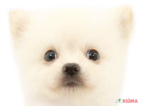 埼玉県のハーフ犬 (コジマ三郷店/2024年3月24日生まれ/男の子/クリームホワイト)の子犬