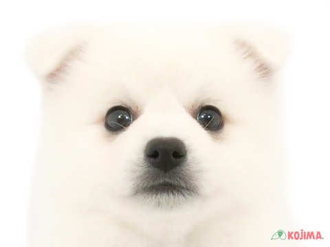埼玉県の日本スピッツ (コジマ戸田公園店/2024年3月24日生まれ/女の子/ホワイト)の子犬