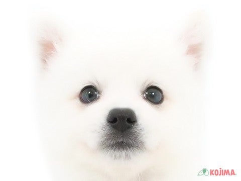 千葉県の日本スピッツ (コジマアリオ蘇我店/2024年3月24日生まれ/男の子/ホワイト)の子犬