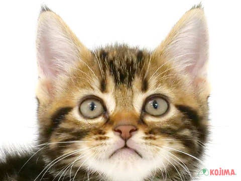 東京都のアメリカンショートヘアー (コジマ両国店/2024年3月24日生まれ/男の子/ブラウンタビー)の子猫