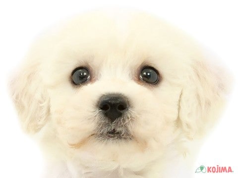 東京都のビションフリーゼ (コジママチノマ大森店/2024年3月24日生まれ/男の子/ホワイト)の子犬