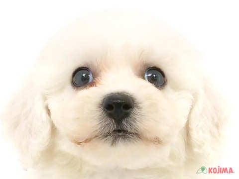 埼玉県のビションフリーゼ (コジマ浦和店/2024年3月24日生まれ/男の子/ホワイト)の子犬