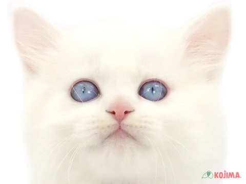 東京都のミヌエット (コジママチノマ大森店/2024年3月25日生まれ/男の子/ホワイト)の子猫