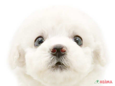 東京都のビションフリーゼ (コジマ板橋店/2024年3月26日生まれ/男の子/ホワイト)の子犬