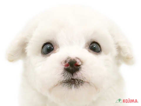 東京都のビションフリーゼ (コジマ竹ノ塚店/2024年3月26日生まれ/女の子/ホワイト)の子犬