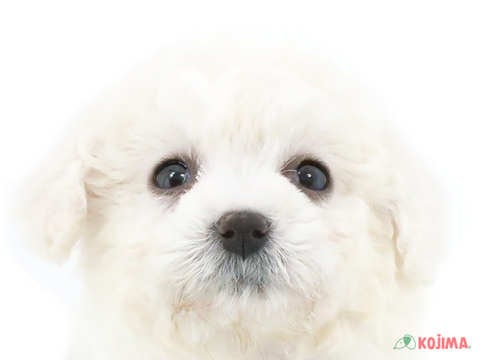 神奈川県のビションフリーゼ (コジマニトリモール相模原店/2024年3月21日生まれ/男の子/ホワイト)の子犬
