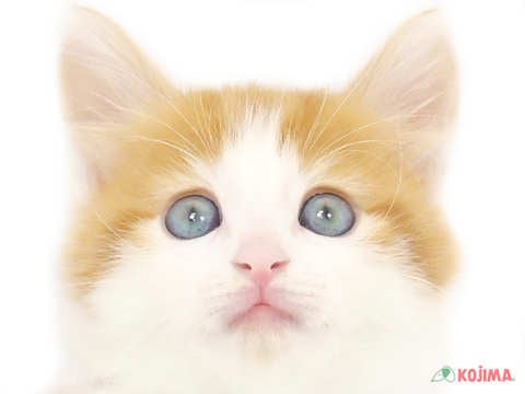 東京都のノルウェージャンフォレストキャット (コジマ府中店/2024年3月26日生まれ/男の子/ホワイトレッド)の子猫
