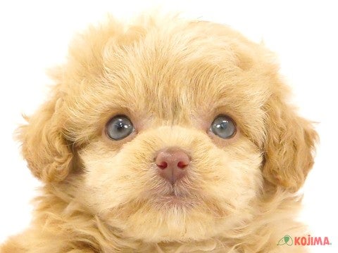 茨城県のチワプー/プーチー(チワワ×プードル) (コジマイーアスつくば店/2024年3月26日生まれ/女の子/アプリコット)の子犬