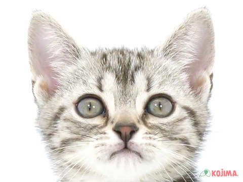 千葉県のアメリカンショートヘアー (コジマ松戸店/2024年3月24日生まれ/女の子/シルバータビー)の子猫