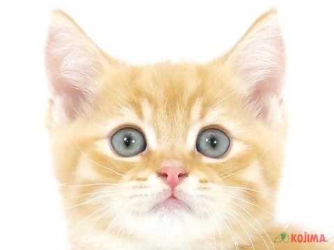 埼玉県のマンチカン (コジマモラージュ菖蒲店/2024年3月22日生まれ/男の子/レッドタビー)の子猫
