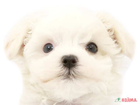 東京都のマルチーズ (コジマソコラ用賀店/2024年3月25日生まれ/男の子/ホワイト)の子犬