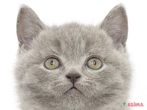 神奈川県のブリティッシュショートヘアー (コジマニトリモール相模原店/2024年3月23日生まれ/男の子/ブルー)の子猫