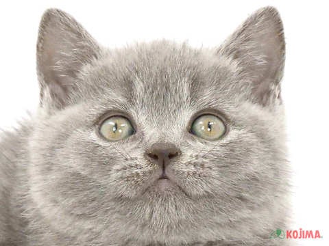 神奈川県のブリティッシュショートヘアー (コジマ横浜青葉店/2024年3月23日生まれ/男の子/ブルー)の子猫