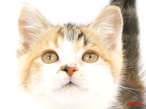 埼玉県のミヌエット (コジマ浦和店/2024年3月23日生まれ/女の子/キャリコ)の子猫