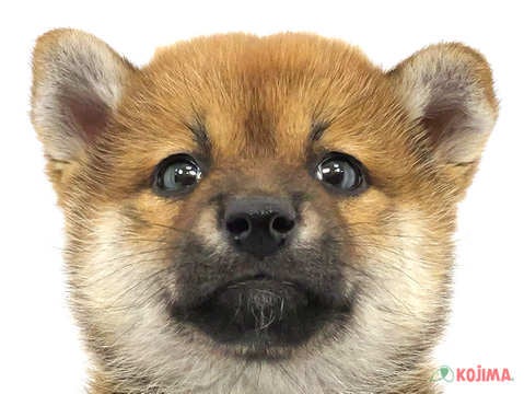 東京都の柴犬(標準サイズ) (コジマアリオ葛西店/2024年3月21日生まれ/女の子/赤)の子犬