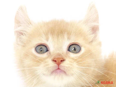東京都のアメリカンカール (コジマ西篠崎店/2024年3月25日生まれ/男の子/クリーム)の子猫